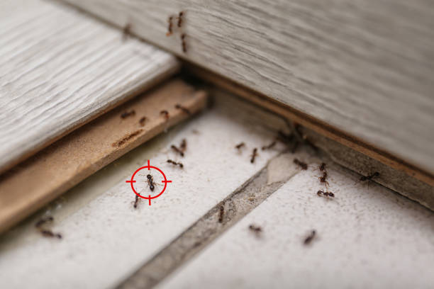 Best Bird Control  in Wayne, MI