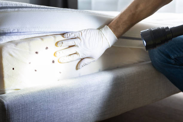 Best Pest Control Near Me in Wayne, MI