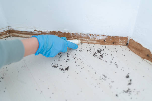 Best Rat Extermination Near Me  in Wayne, MI